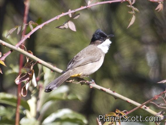 Brown-breasted Bulbul (Pycnonotus xanthorrhous)