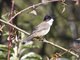 Brown-breasted Bulbul (Pycnonotus xanthorrhous)
