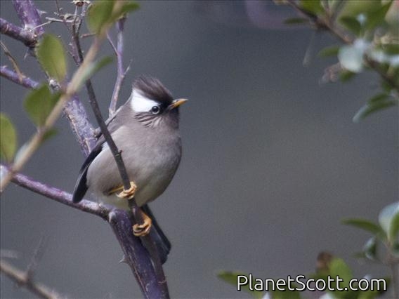 White-collared Yuhina (Yuhina diademata)