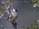 White-collared Yuhina (Yuhina diademata)
