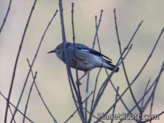Red-billed Starling (Spodiopsar sericeus)