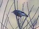 Red-billed Starling (Spodiopsar sericeus)