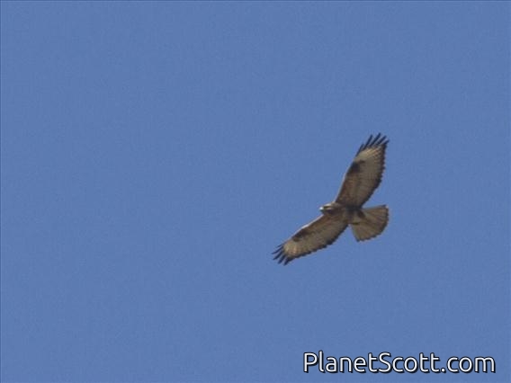 Himalayan Buzzard (Buteo refectus)