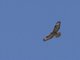 Himalayan Buzzard (Buteo refectus)