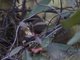 Rusty-capped Fulvetta (Schoeniparus dubius)