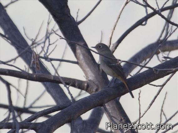 Blue-fronted Redstart (Phoenicurus frontalis)