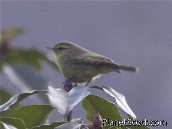 Tickell's Leaf-Warbler (Phylloscopus affinis)