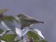 Tickell's Leaf-Warbler (Phylloscopus affinis)