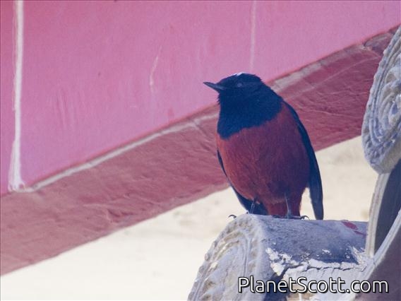 White-Capped Redstart (Phoenicurus leucocephalus)