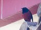 White-Capped Redstart (Phoenicurus leucocephalus)