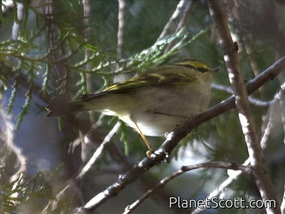 Palla's Leaf Warbler (Phylloscopus proregulus)