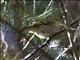 Pallas Leaf Warbler (Phylloscopus proregulus)