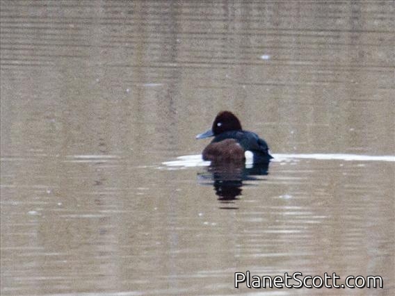 Ferruginous Pochard (Aythya nyroca)