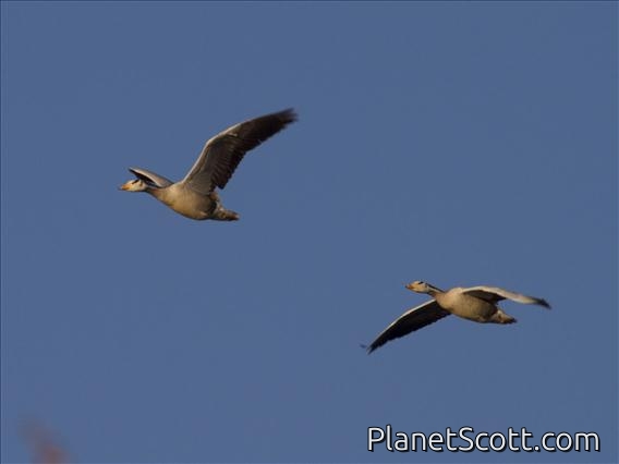 Bar-headed Goose (Anser indicus)