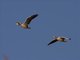 Bar-headed Goose (Anser indicus)