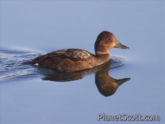 Ferruginous Pochard (Aythya nyroca) - Female