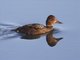 Ferruginous Pochard (Aythya nyroca) - Female