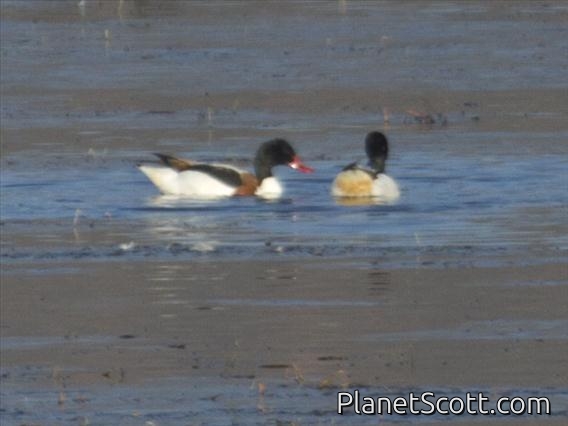 Common Shelduck (Tadorna tadorna)