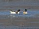 Common Shelduck (Tadorna tadorna)