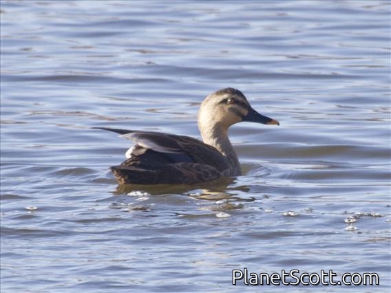 Eastern Spot-billed Duck (Anas zonorhyncha)
