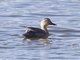 Eastern Spot-billed Duck (Anas zonorhyncha)