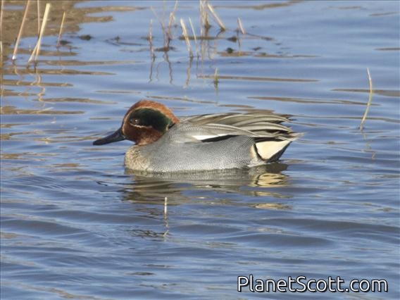 Green-winged Teal (Anas crecca) - Male