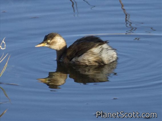 Little Grebe (Tachybaptus ruficollis)