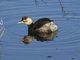 Little Grebe (Tachybaptus ruficollis)