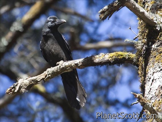 Large-billed Crow (Corvus macrorhynchos)