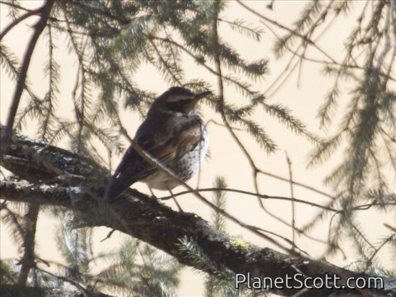 Dusky Thrush (Turdus eunomus)