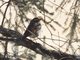 Dusky Thrush (Turdus eunomus)