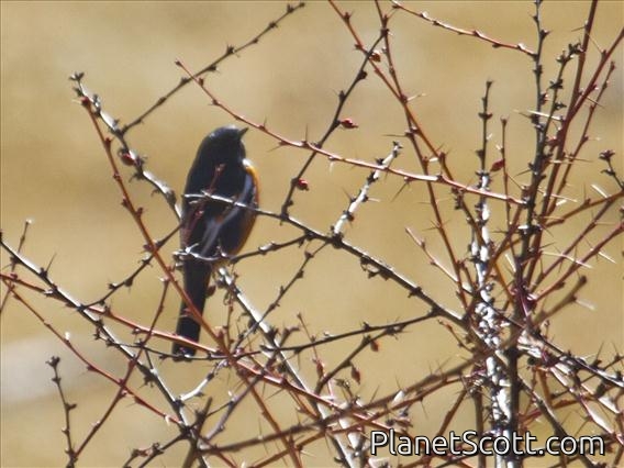 White-throated Redstart (Phoenicurus schisticeps)