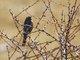 White-throated Redstart (Phoenicurus schisticeps)
