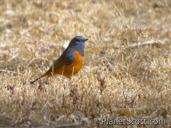 Blue-fronted Redstart (Phoenicurus frontalis)