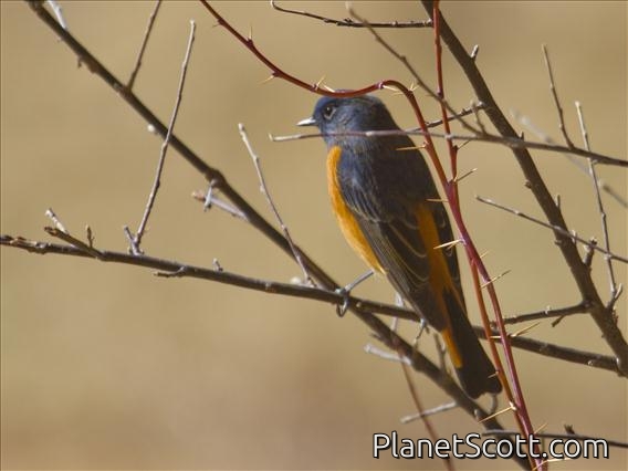 Blue-fronted Redstart (Phoenicurus frontalis)