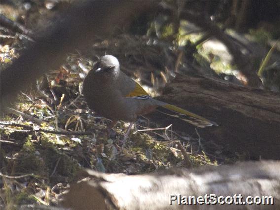 Elliot's Laughingthrush (Trochalopteron elliotii)