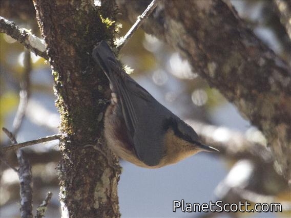 Chestnut-vented Nuthatch (Sitta nagaensis)
