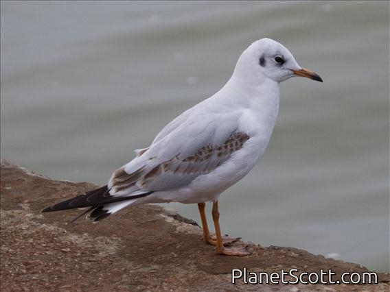 Black-headed Gull (Chroicocephalus ridibundus)
