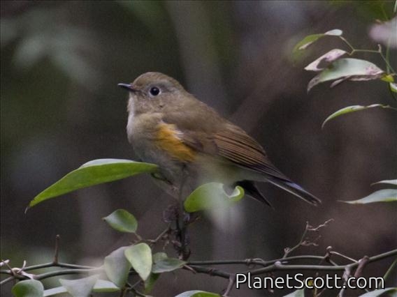 Red-flanked Bluetail (Tarsiger cyanurus)