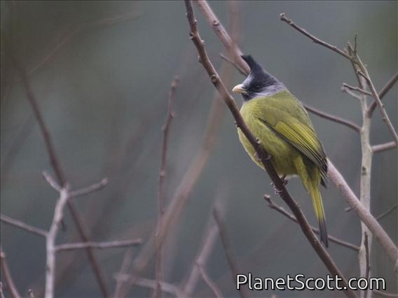 Crested Finchbill (Spizixos canifrons)