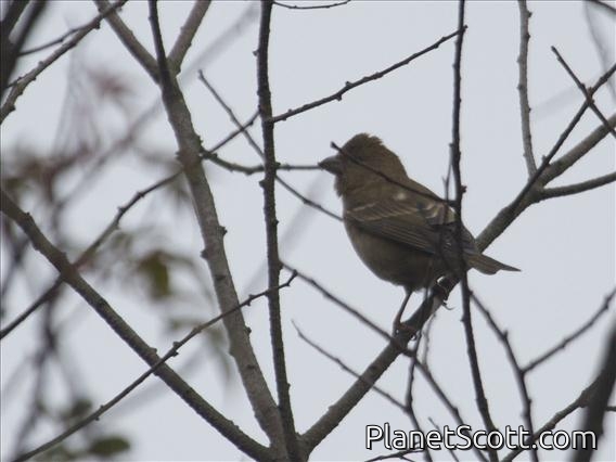 Dark-breasted Rosefinch (Procarduelis nipalensis) - Female