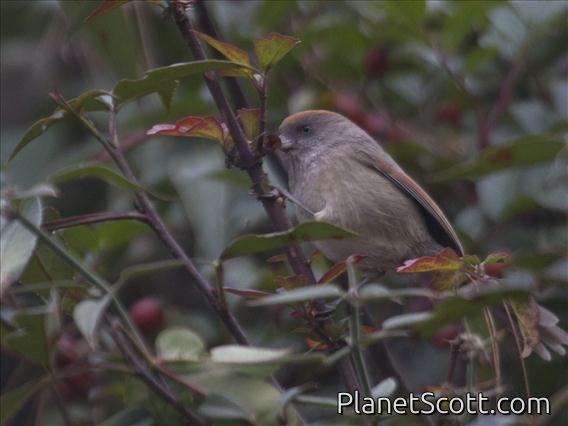 Ashy-throated Parrotbill (Sinosuthora alphonsiana)