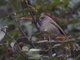 Ashy-throated Parrotbill (Sinosuthora alphonsiana)