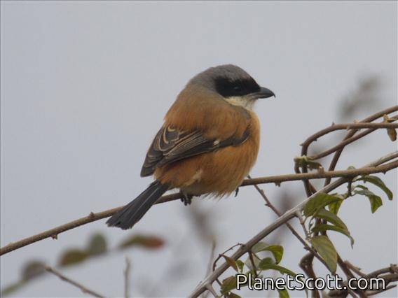 Long-tailed Shrike (Lanius schach)