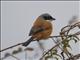 Long-tailed Shrike (Lanius schach)