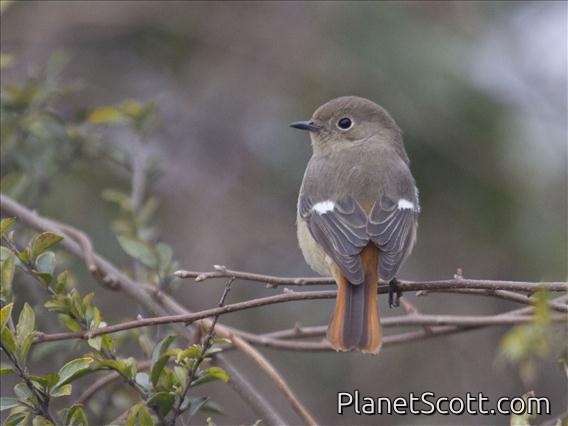 Daurian Redstart (Phoenicurus auroreus) - Female
