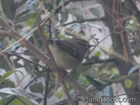 Pale-rumped Warbler (Phylloscopus chloronotus)