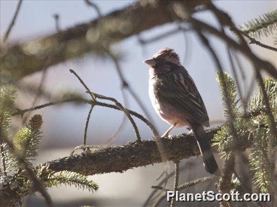 Pink-rumped Rosefinch (Carpodacus waltoni)