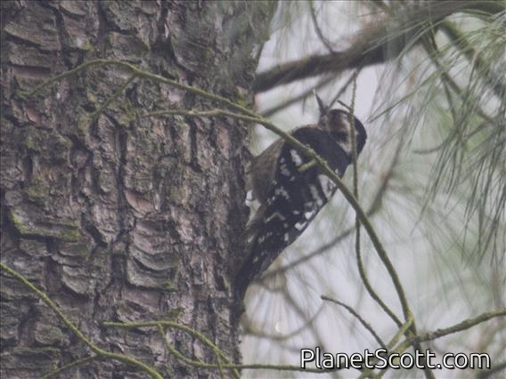 Gray-capped Woodpecker (Dendrocopos canicapillus)
