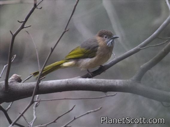 Mountain Bulbul (Ixox mcclellandii)